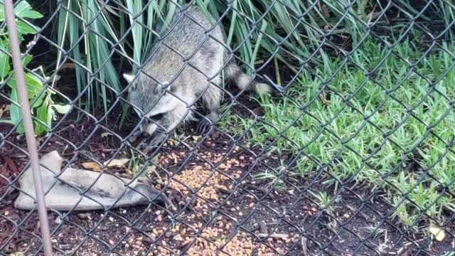 Wild Racoons Eating