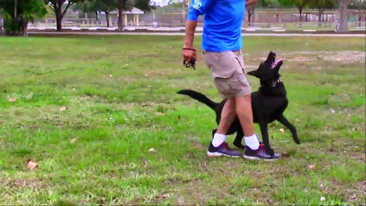 Learn how to train your dog in fun way as they are trained in dog training academy