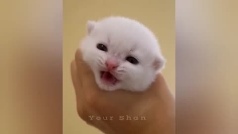 Cute Funny Animal