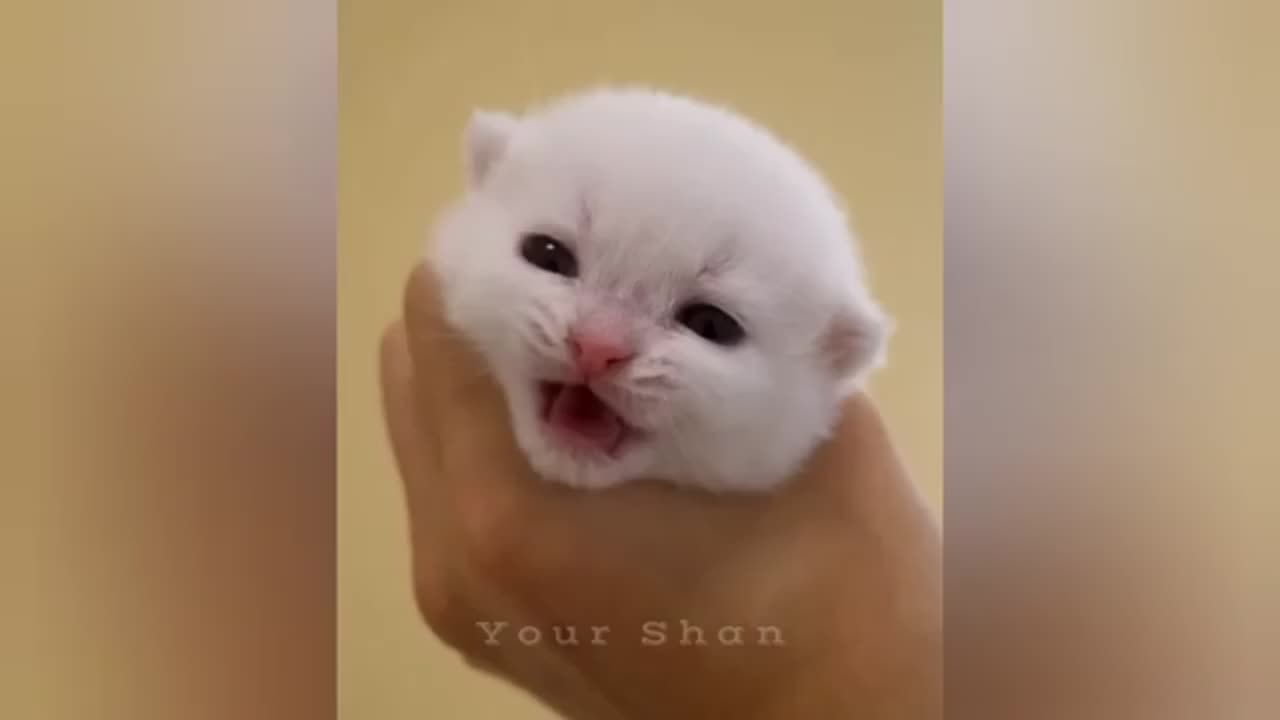 Cute Funny Animal