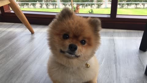 Little puppy Pomeranian