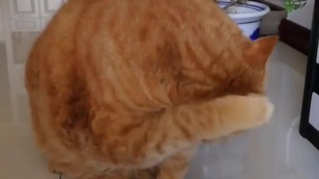 The big fat cat does strange things