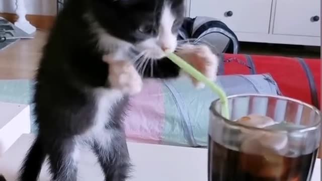 Cute cat trying to drink coke