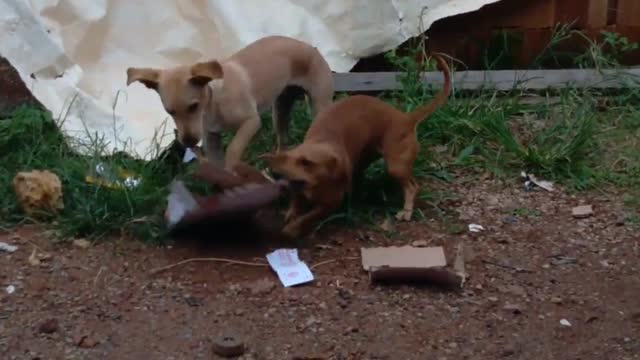 Grandona e Chorinha destruindo caixa de papelão