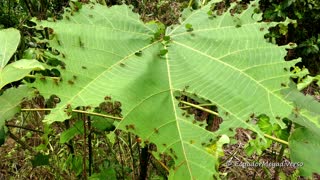 Leafcutter ants hard at work in Amazon rainforest