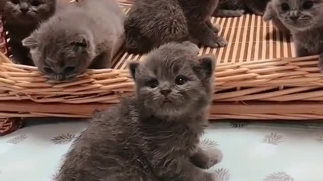 Funny and Cute Cats 😹😻 #shorts​