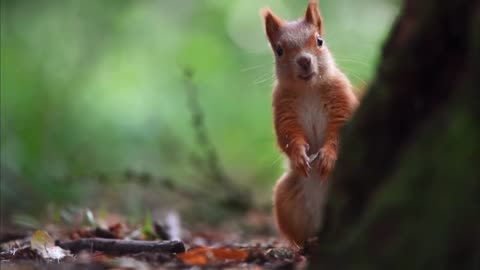 squirrel