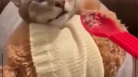 funny cats