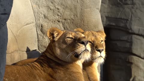 yawning lion 🦁 with his wife