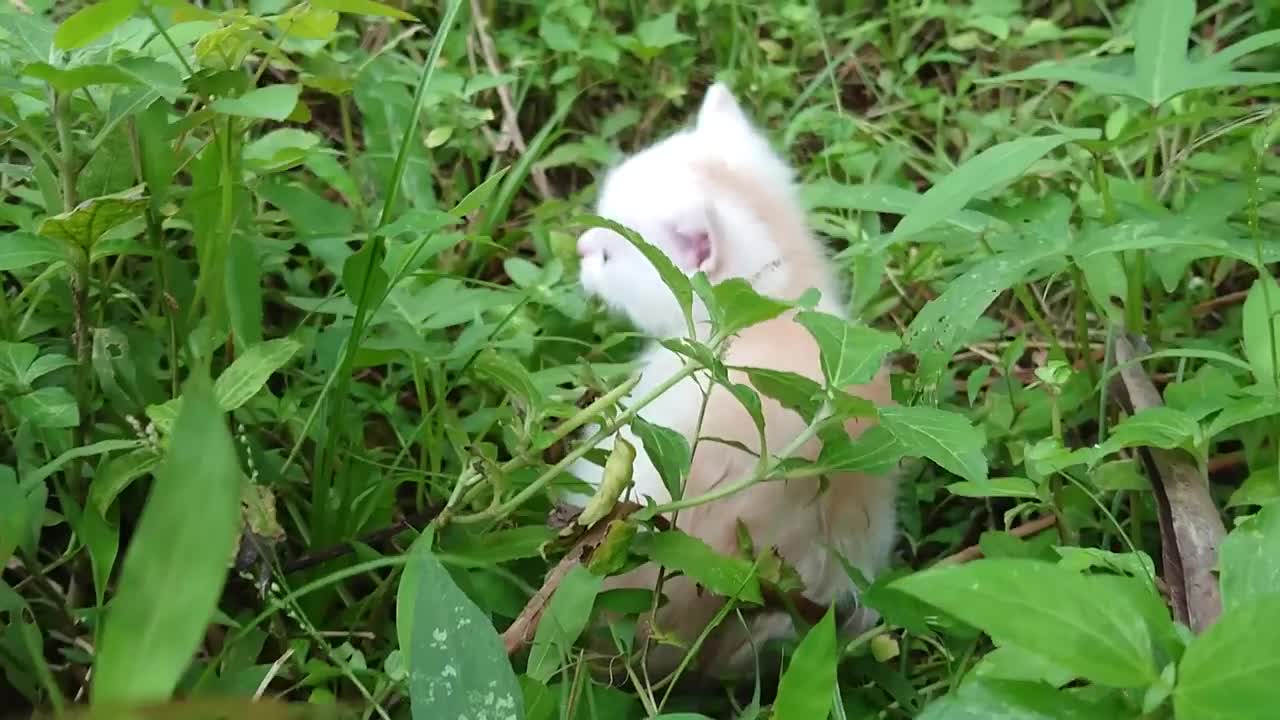 The sound of a baby cat calling its mother