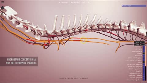 3D Veterinary Anatomy, IVALA®