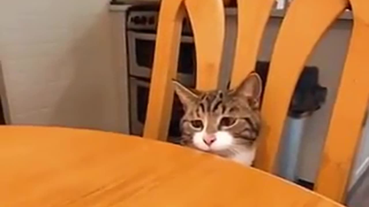 Funny cats