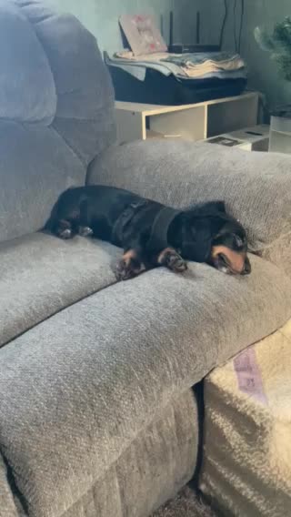 Peanut 🥜 Is Taking A Nap