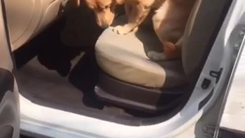 Music dog sitting in car
