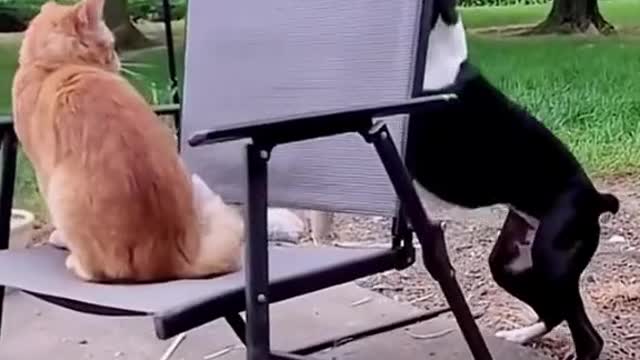 Bully cat dog