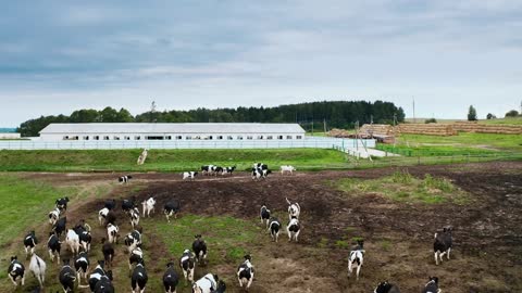 Taken from a drone a large herd of cows in a paddock