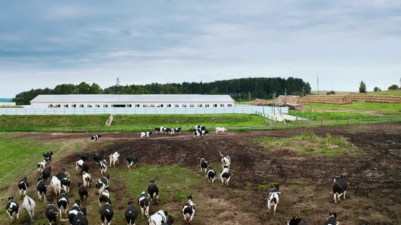 Taken from a drone a large herd of cows in a paddock