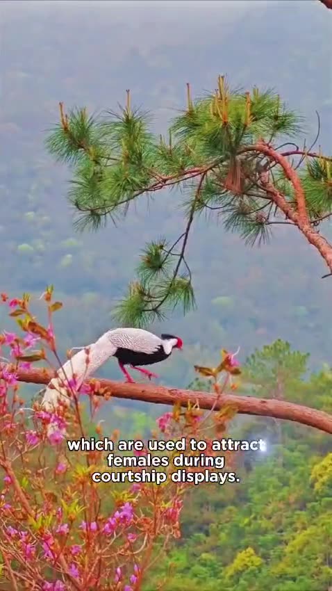 Unreal amazing unique birds on earth