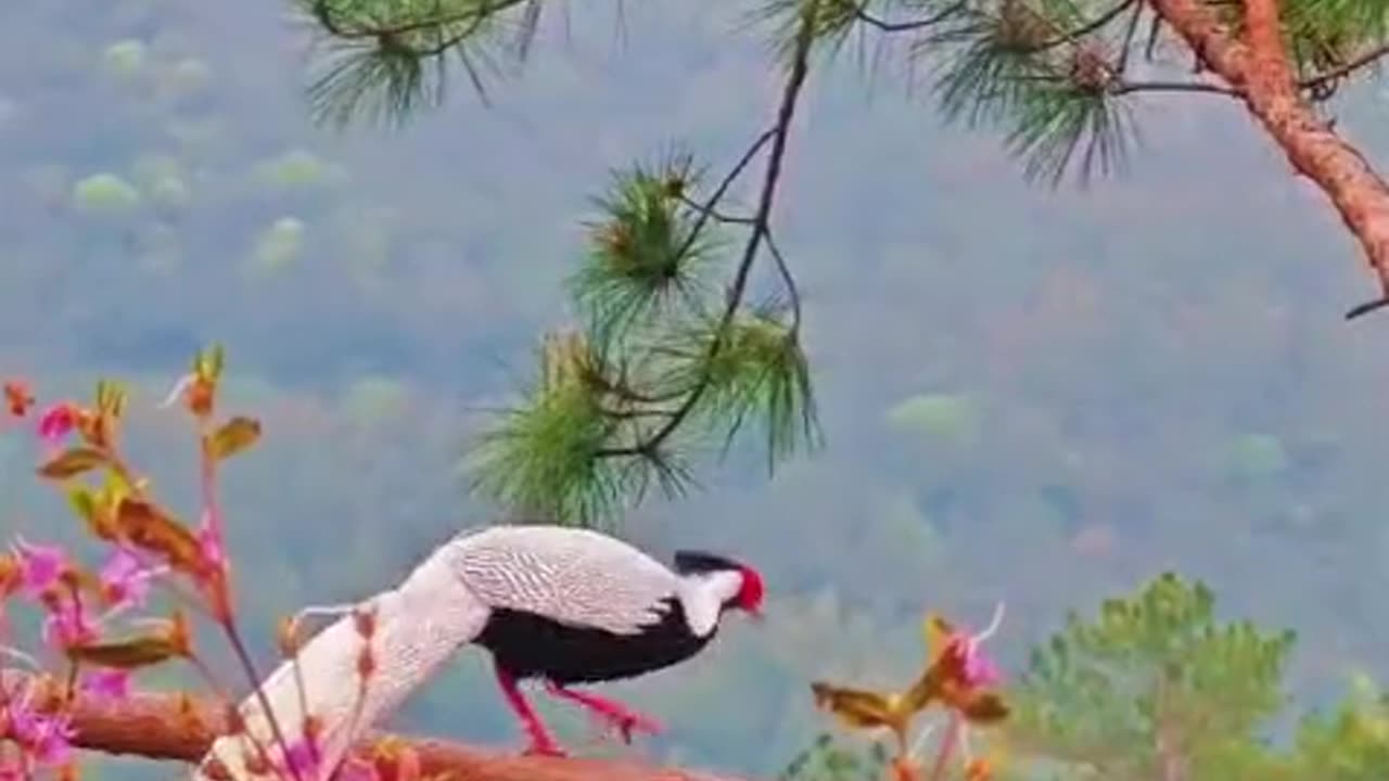 Unreal amazing unique birds on earth