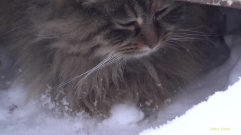 Fluffy cat lives under the snow