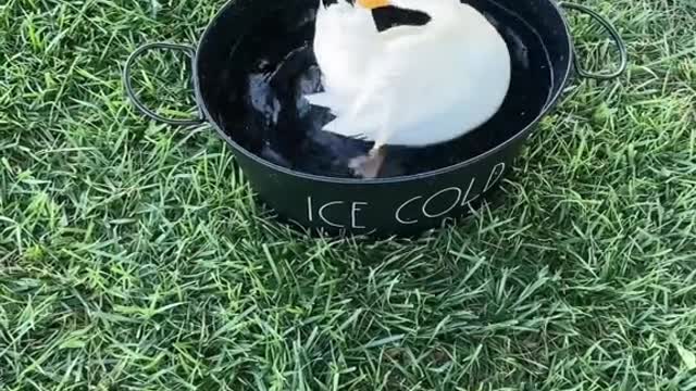 Bathtime#callduck#ducky