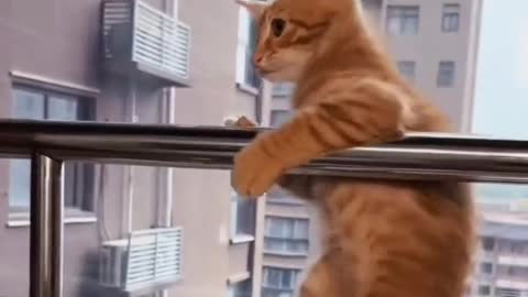 Why are cats and dogs cute because they're round?