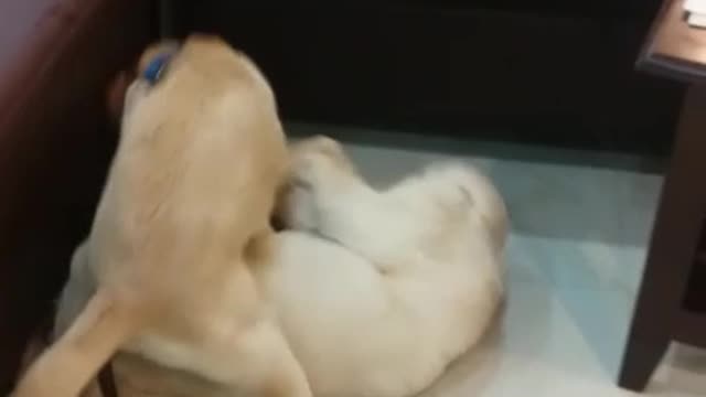Cute dog playing on the floor
