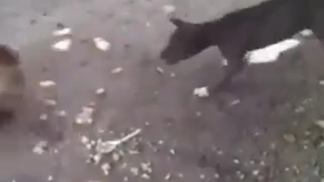 Crazy monkey slapping a dog