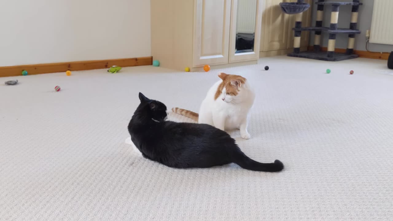 Cat Bites Other Cat And Makes Him Scream