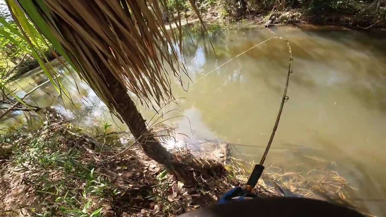 Why these ‘rat’ barramundi are worth catching.