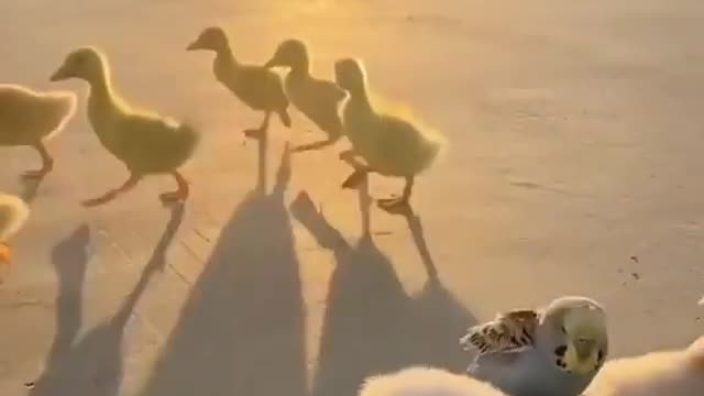 Woow really amazing cute