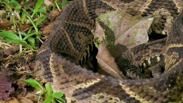 Deadly SNAKE encountered in the Rainforest - Amazing Wild Creatures