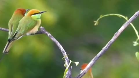 Wildlife's & Funs
