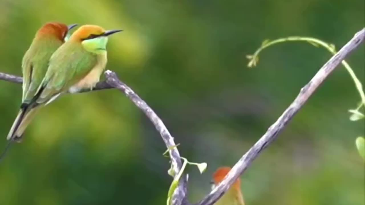 Wildlife's & Funs