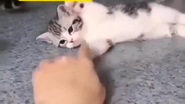 a baby cat playing with it's owner