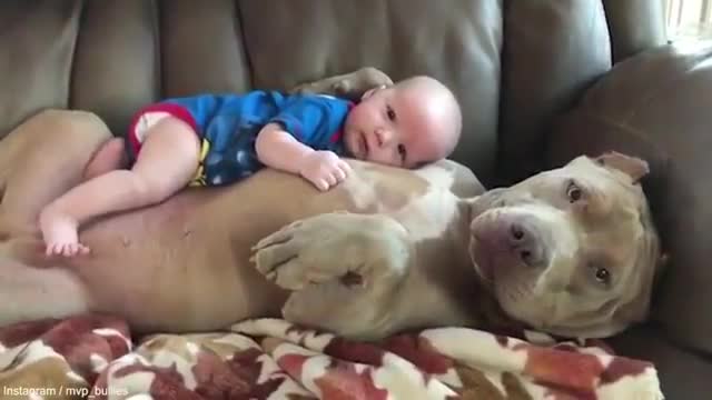 Child sleeps over HUGE pitbull belly