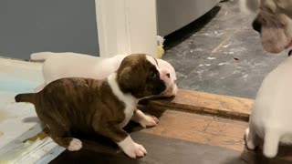 Doggie Dad Plays With His Puppies
