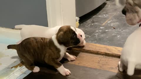 Doggie Dad Plays With His Puppies