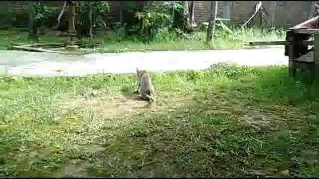 Cat Hunting