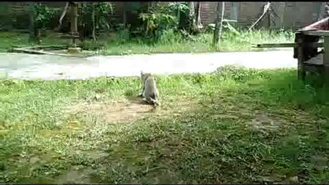 Cat Hunting