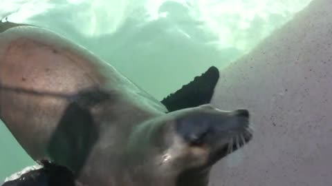 SeaWorld's Sea Lions