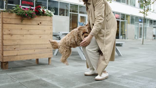 Watch this lovely little dog