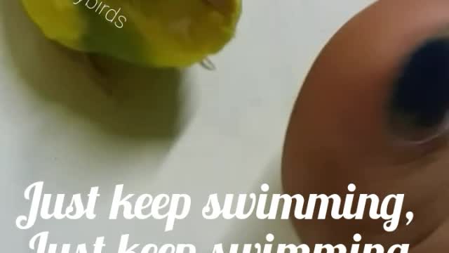 Little budgie sing Dory's song "just keep swimming"