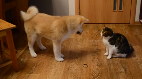 dog and cat funny video