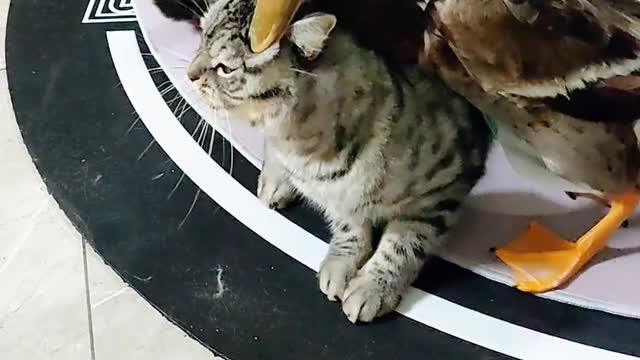 Cat fighting duck