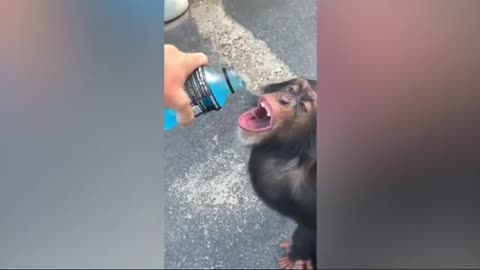 Chimp drinks GATORADE!