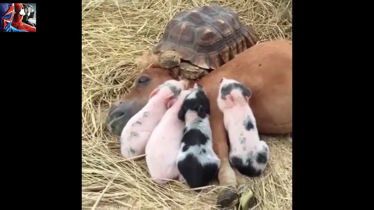 Cute Baby Pigs Drinks milk With a Turtle🐷🐢