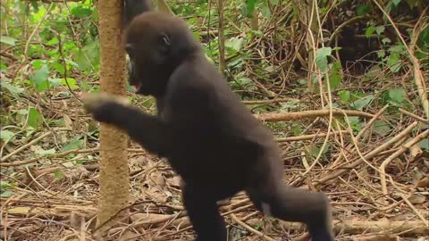 * GORILLA * | Animals For Kids |