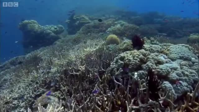 Reef Sharks Hunt Needlefish | Benedict Cumberbatch narrates South Pacific | BBC Earth