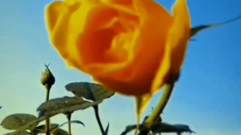 Another taste of golden roses
